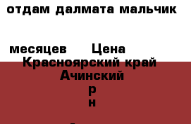 отдам далмата мальчик 8 месяцев.  › Цена ­ 3 000 - Красноярский край, Ачинский р-н, Ачинск г. Животные и растения » Собаки   . Красноярский край